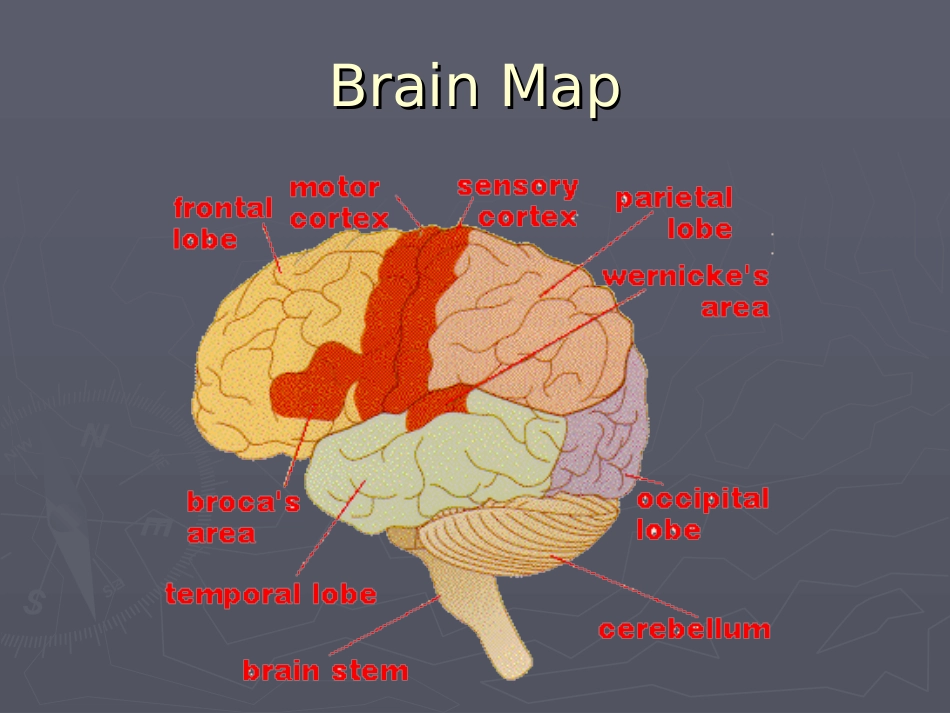 神经语言学的历史_第3页