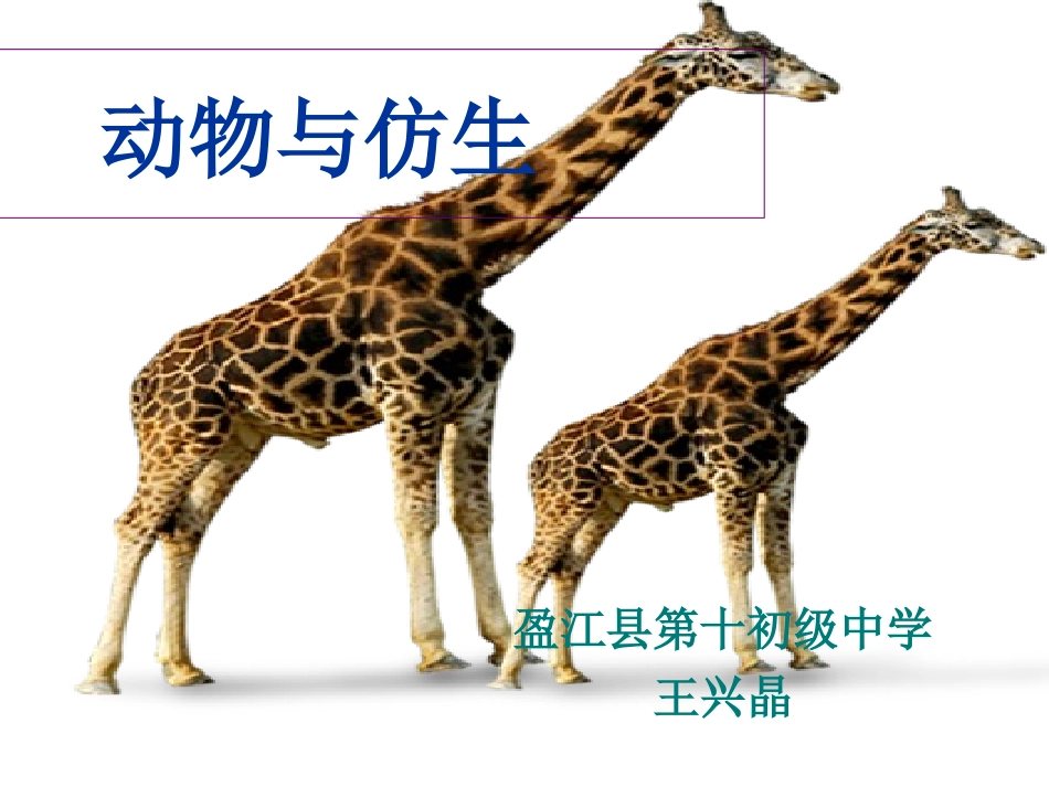 动物与仿生学-【自制PPT】_第1页