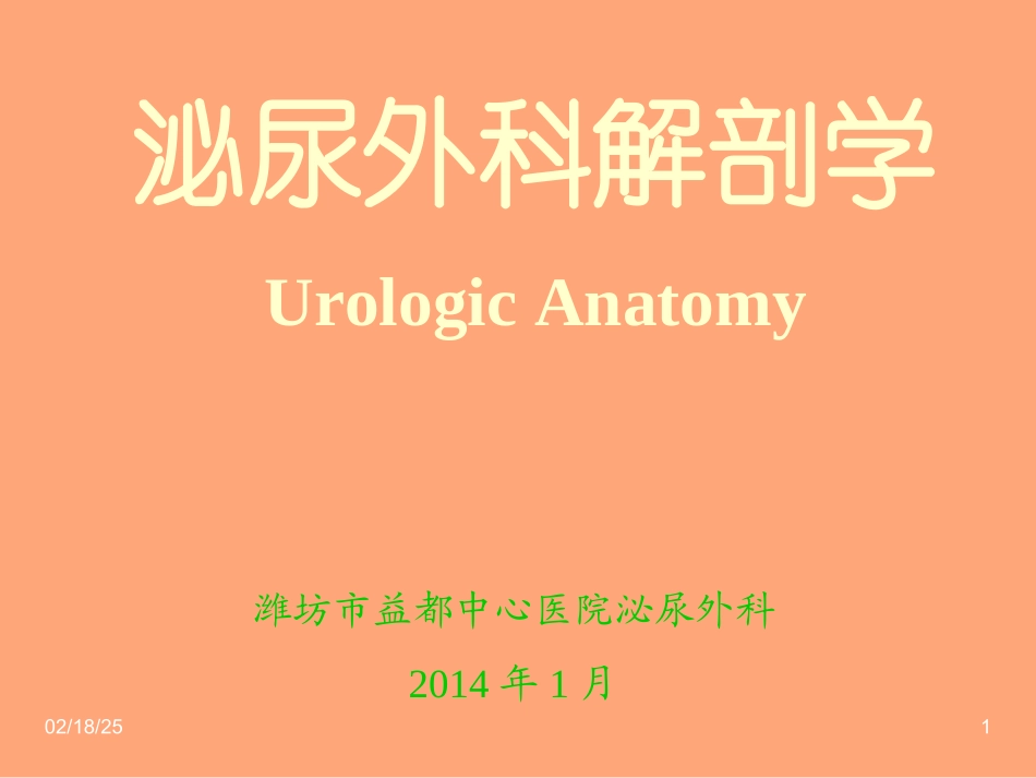 泌尿外科解剖学_第1页