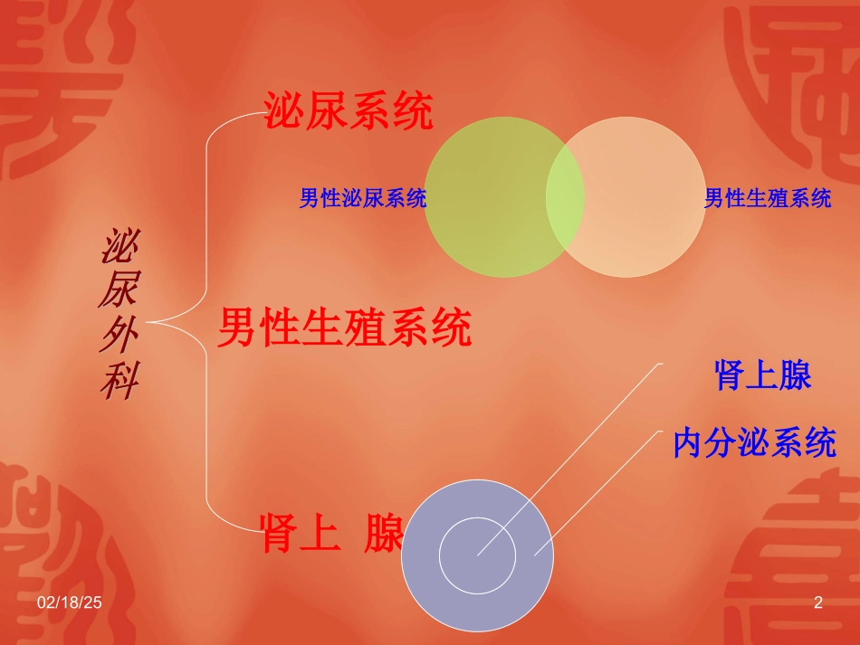 泌尿外科解剖学_第2页