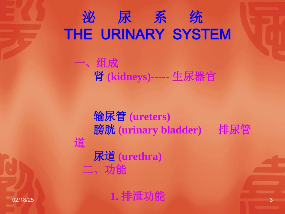 泌尿外科解剖学_第3页