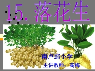 落花生PPT