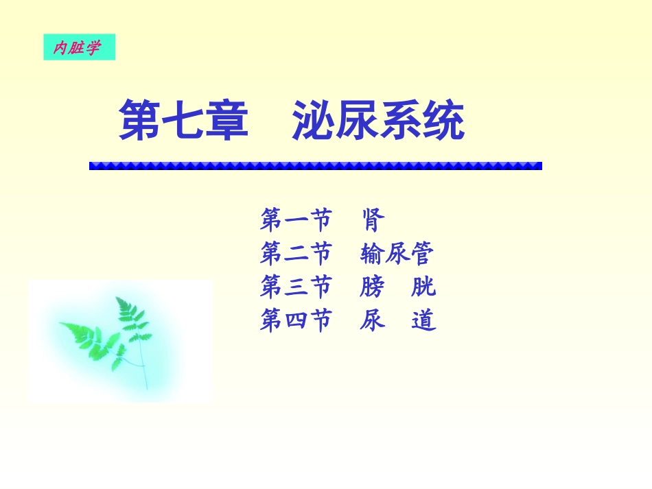 泌尿系统完整结构_第1页