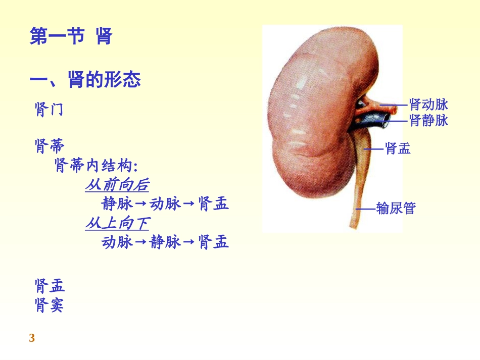 泌尿系统完整结构_第3页