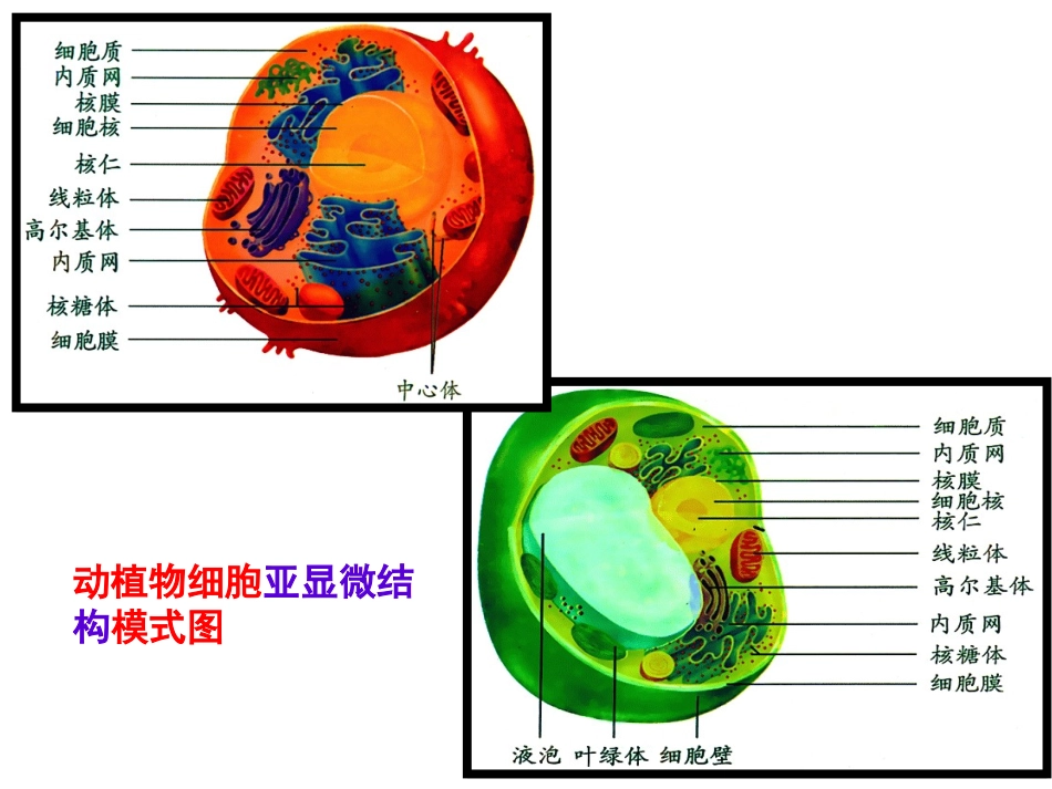 高一生物细胞器课件_第1页