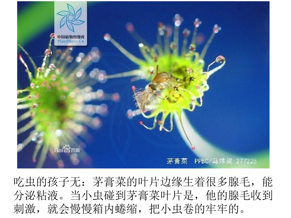 植物趣闻 (2)_第2页