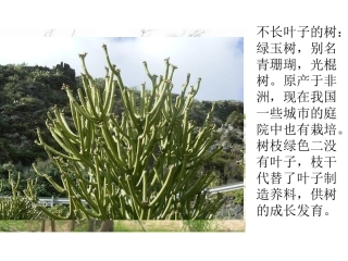 植物趣闻 (2)