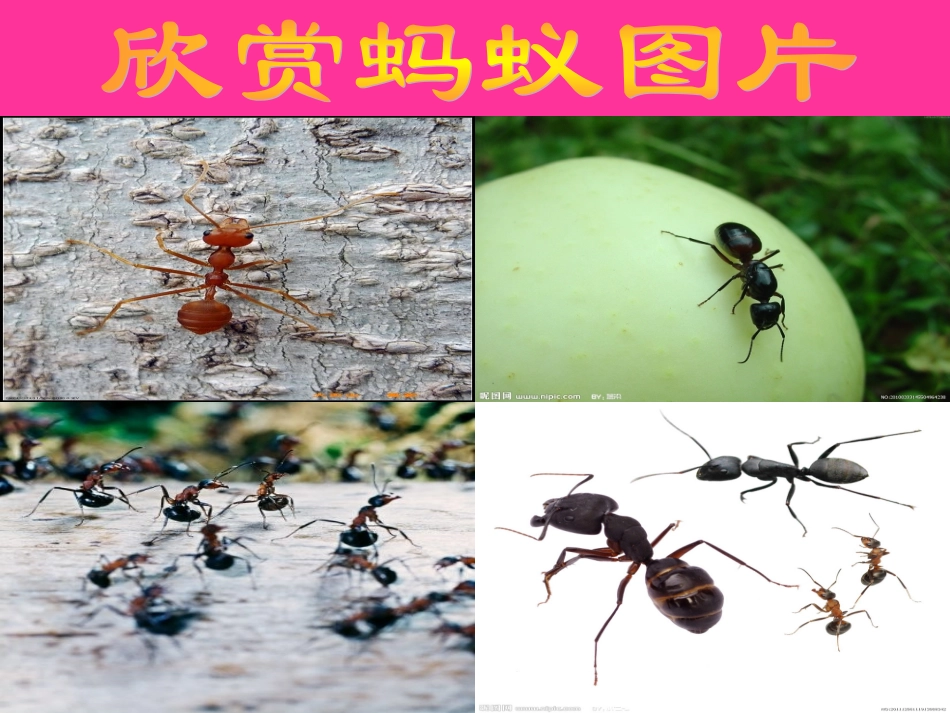 美术《蚂蚁搬家》_第2页