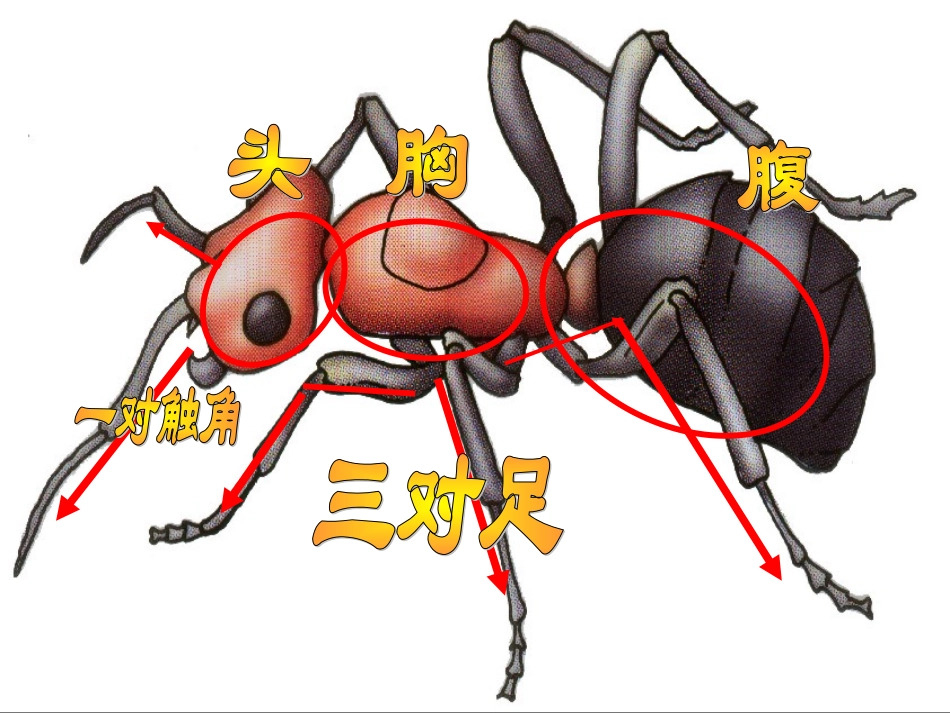 美术《蚂蚁搬家》_第3页