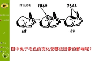 第五节生物的变异