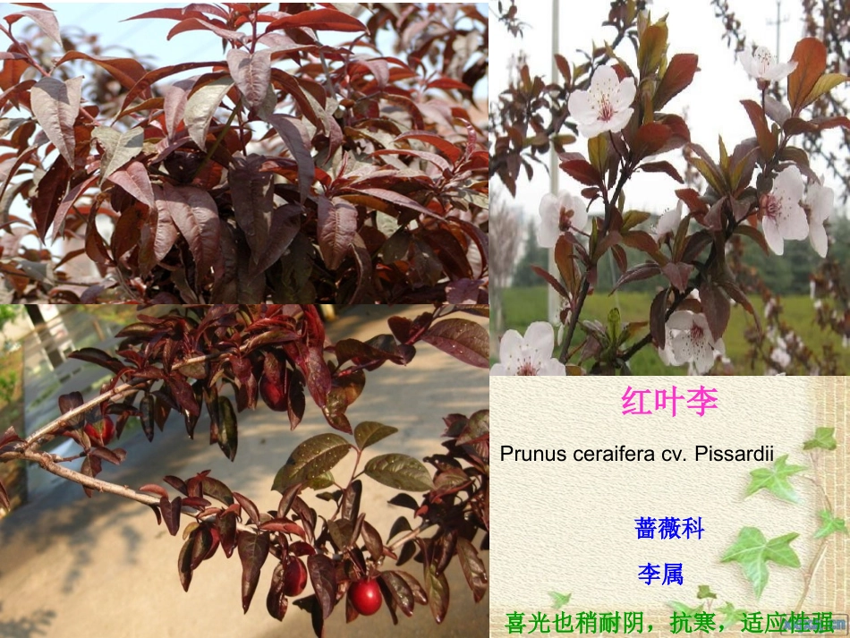 园林植物名称及图片_第1页