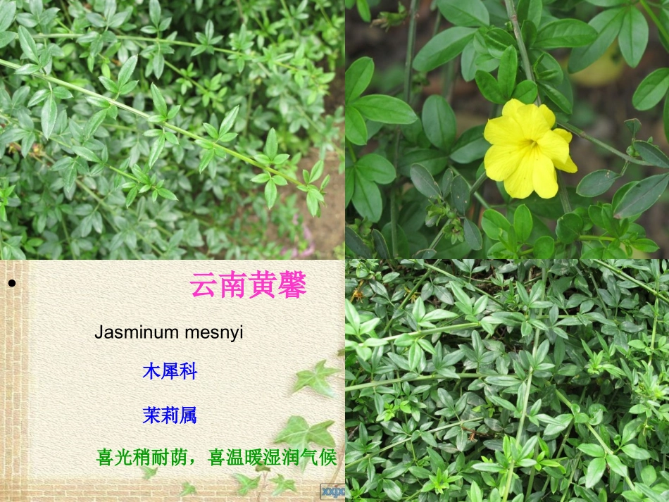 园林植物名称及图片_第2页