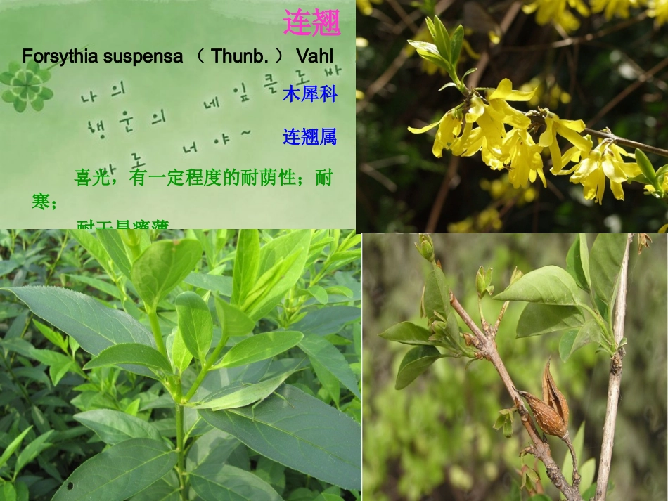 园林植物名称及图片_第3页