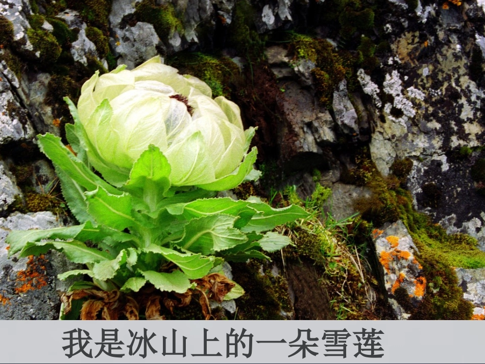 中华少年朗诵背景_第3页