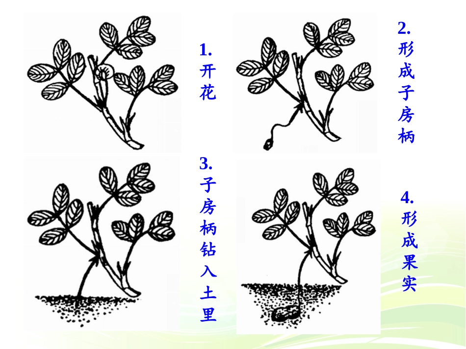 五年级语文上册第四组15落花生第一课时课件_第2页