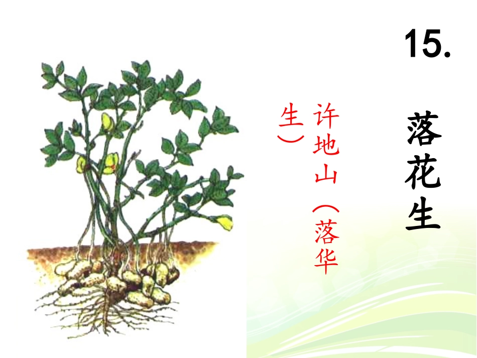 五年级语文上册第四组15落花生第一课时课件_第3页