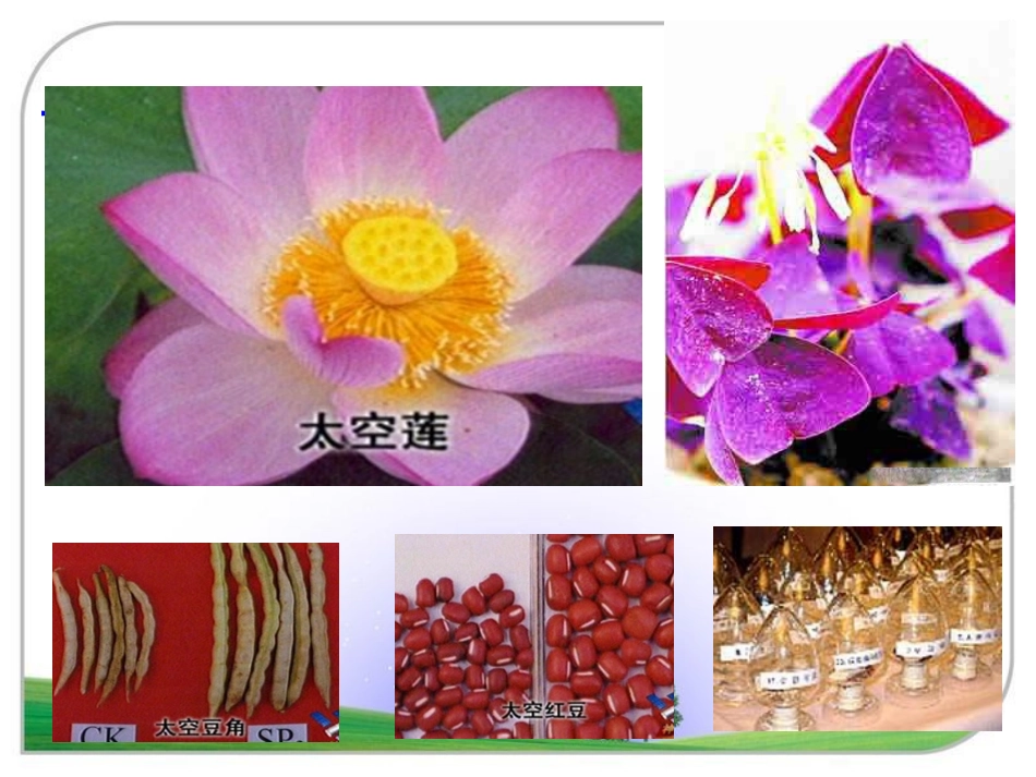 飞船上的特殊乘客课件(1)_第3页