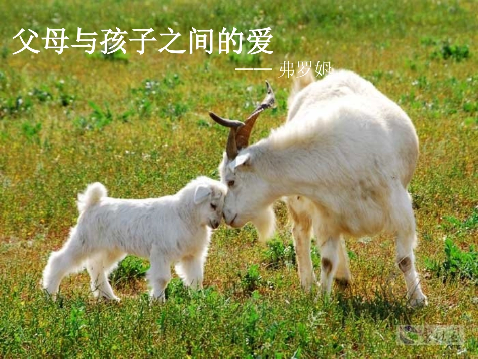 《父母与孩子之间的爱》_第2页