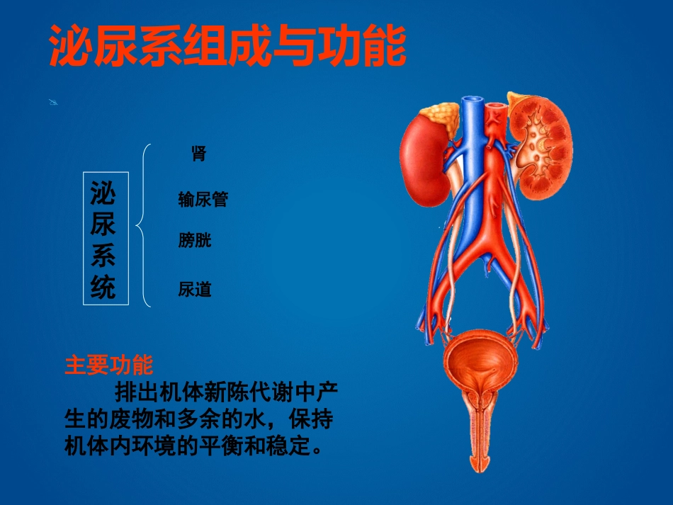 留置导尿及尿管护理_第3页