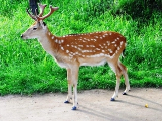 狮子和鹿（课件）