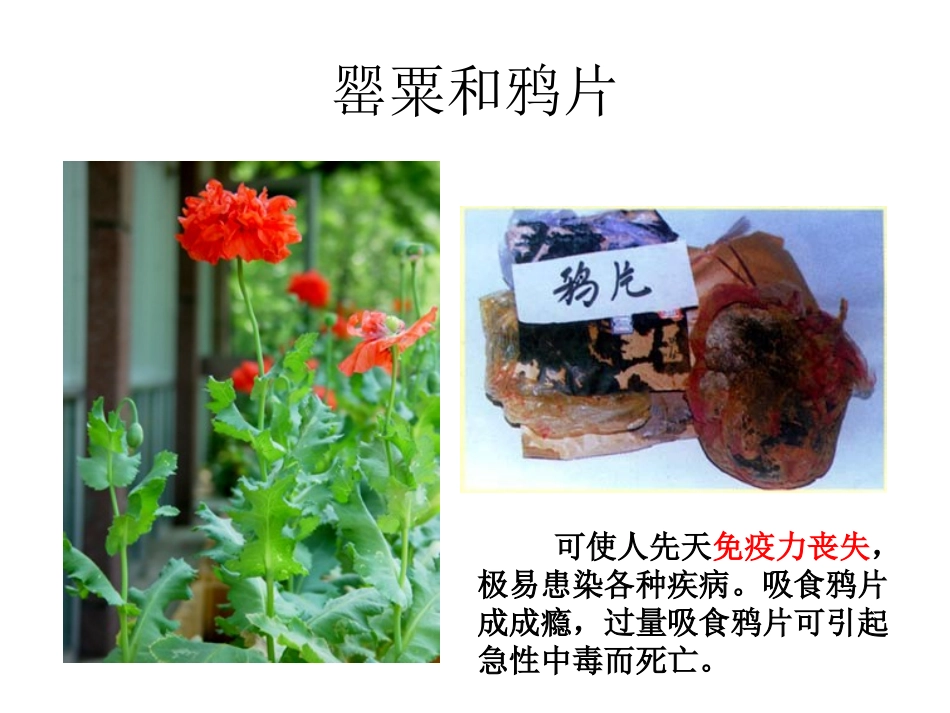 珍爱生命、拒绝毒品完整版PPT_第3页