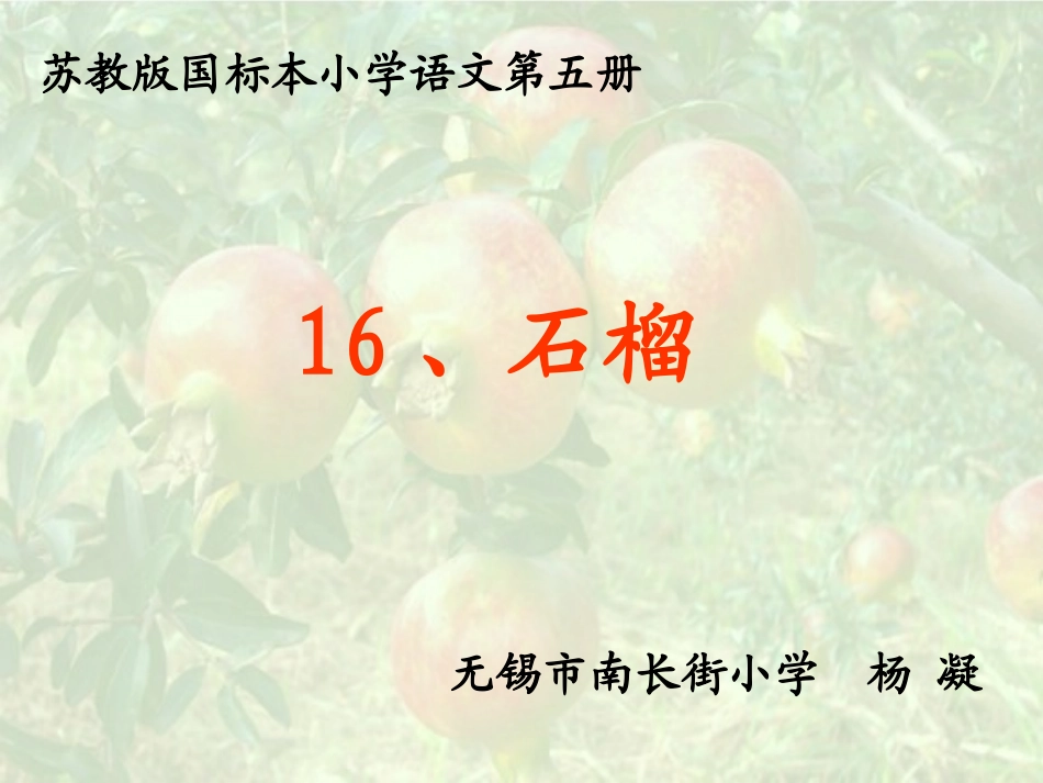 石榴123杨凝_第1页