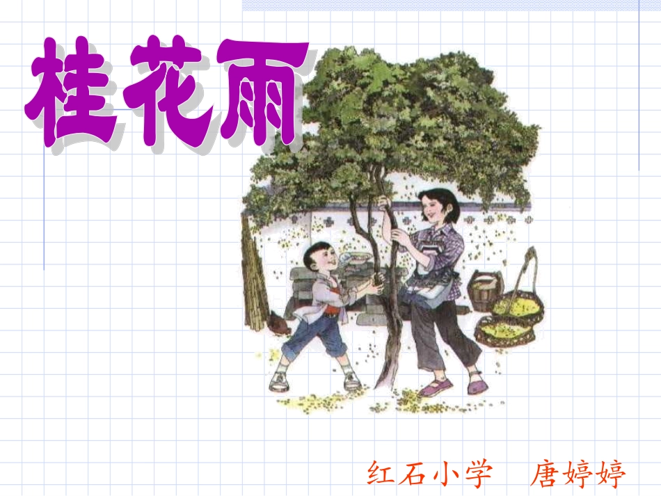 桂花雨_PPT课件 (2)_第1页