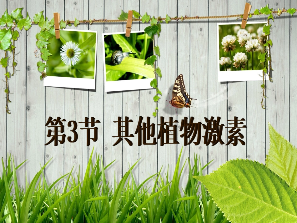其他植物激素ppt_第2页