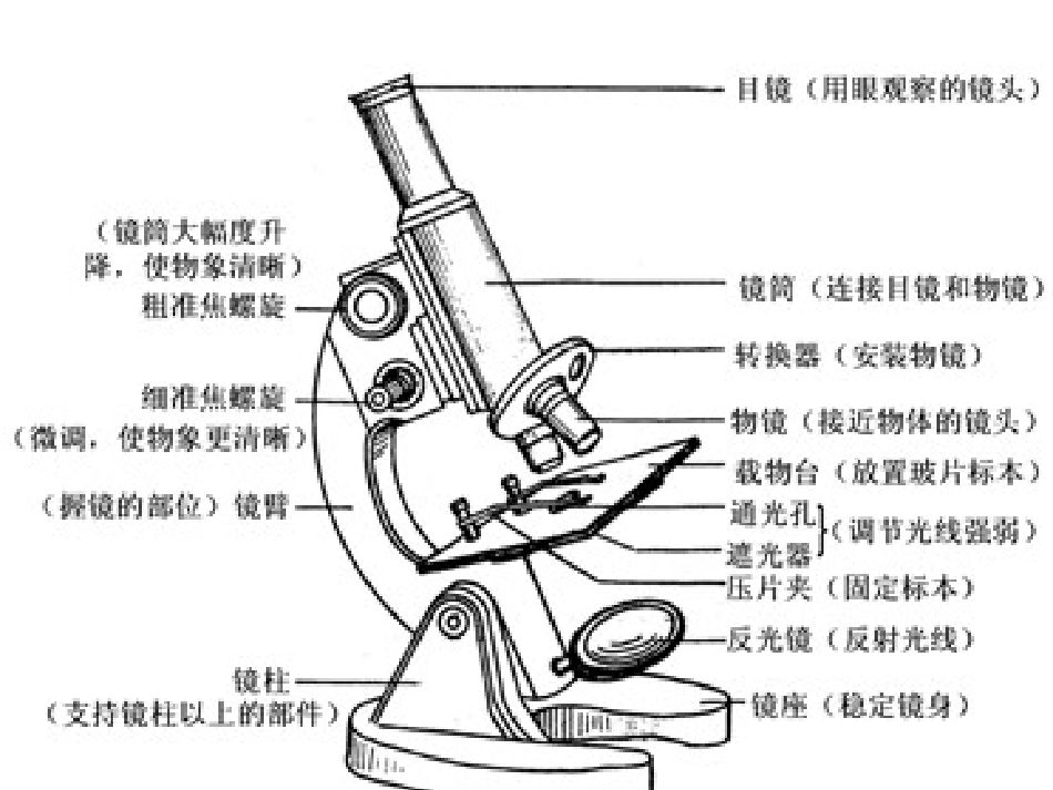 细胞组织复习课_第2页