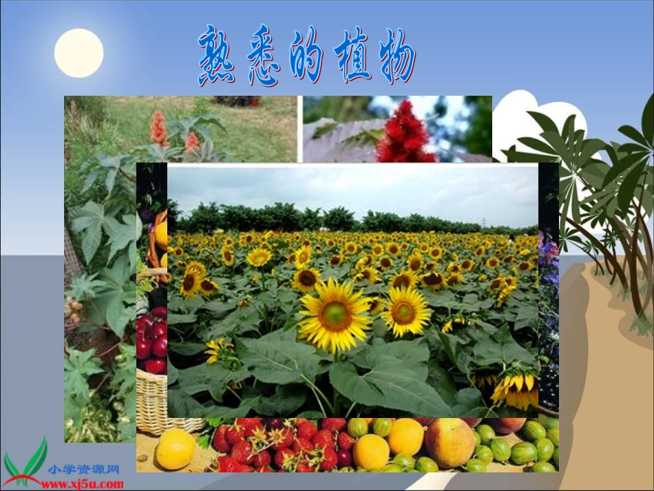 冀教版小学科学六年级上册《植物与能量》课件_第3页