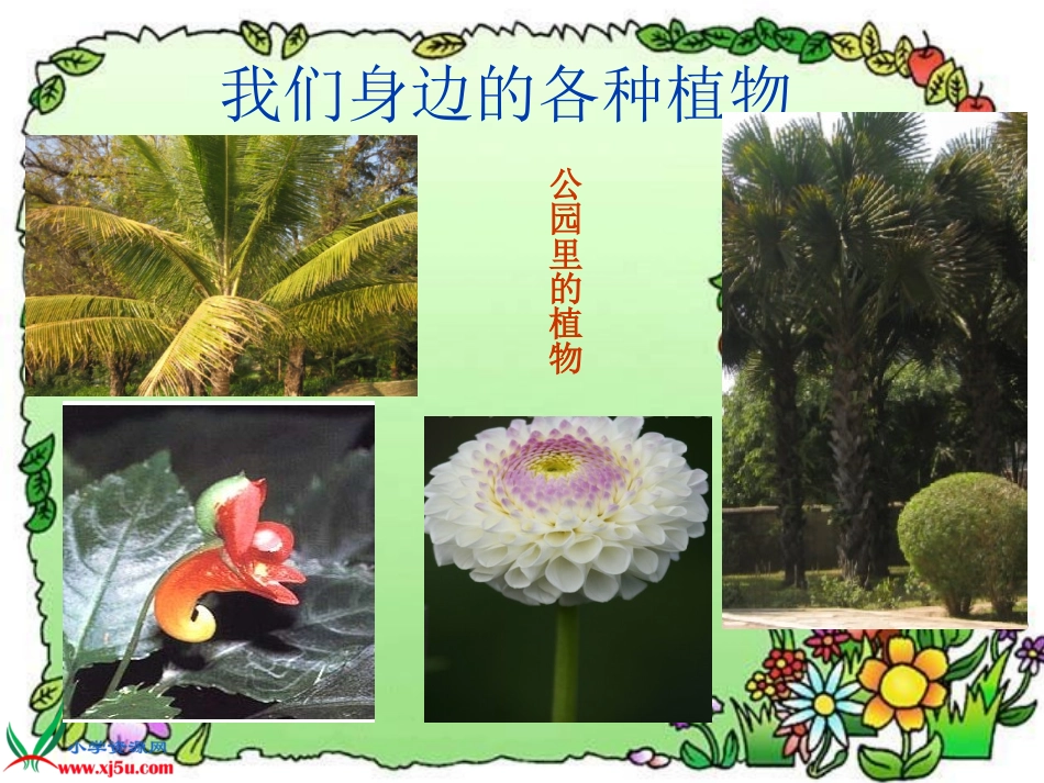 植物和我们.ppt_第2页