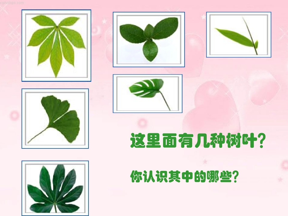 教科版三年级科学上册植物的叶_第3页