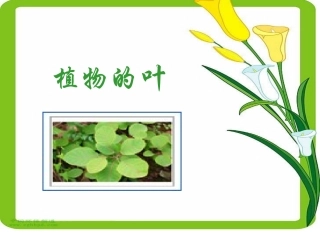 教科版三年级科学上册植物的叶