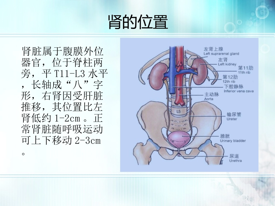 肾脏的超声表现_第3页