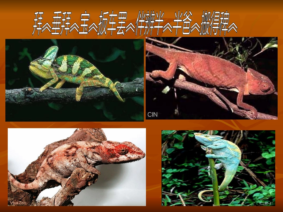 藏文课件__初中八年级下册_变色龙_第2页