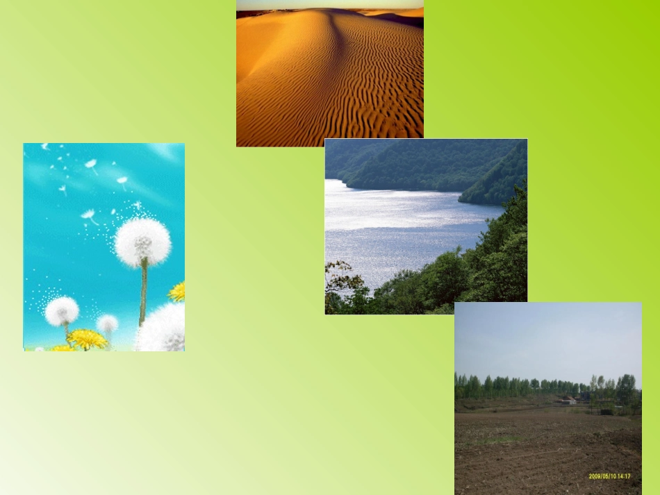 蒲公英 (3)_第2页