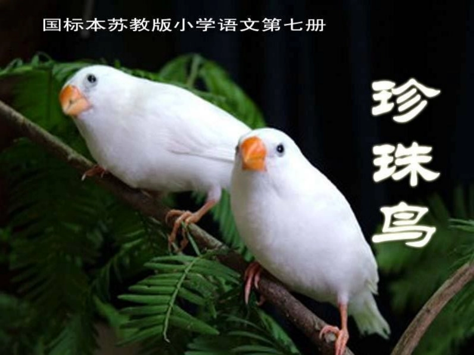 珍珠鸟 (4)_第1页