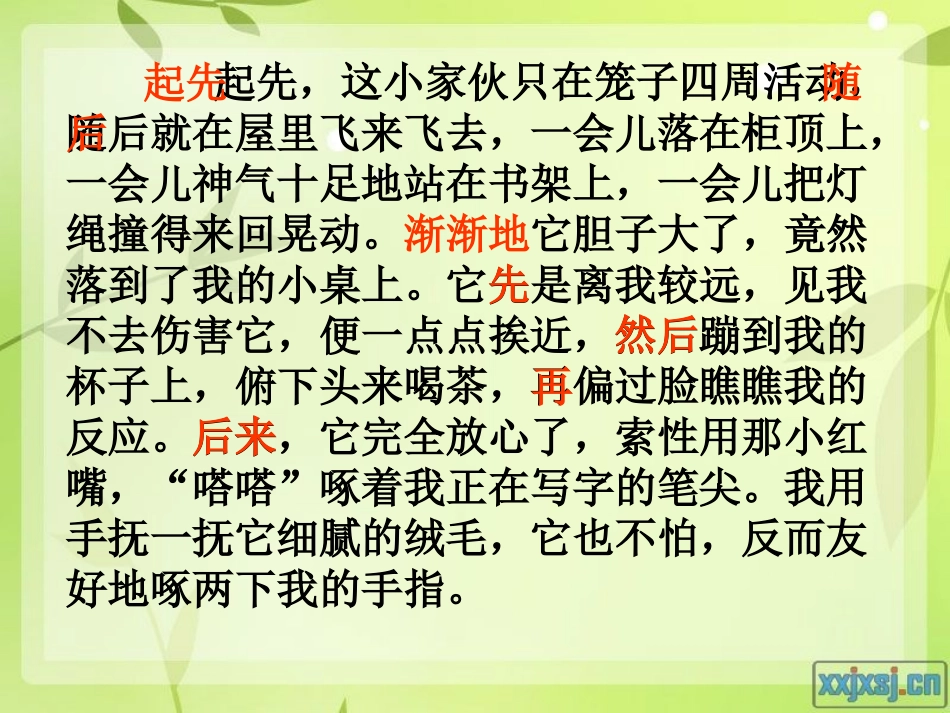 珍珠鸟 (4)_第3页