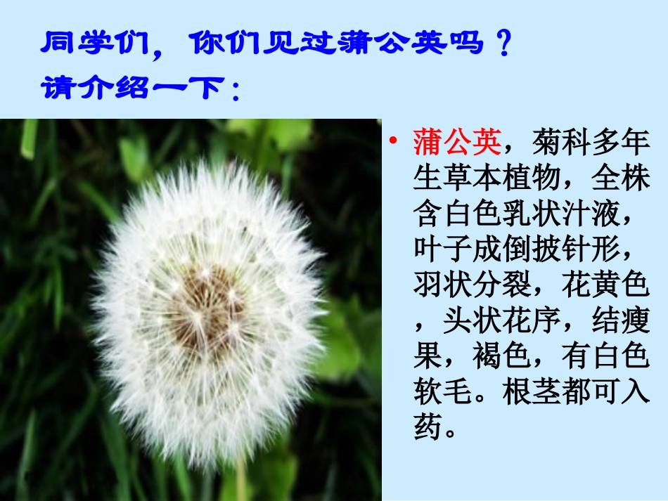 北师大版_---《金色的草地》PPT_第3页