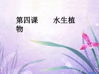 水生植物课件