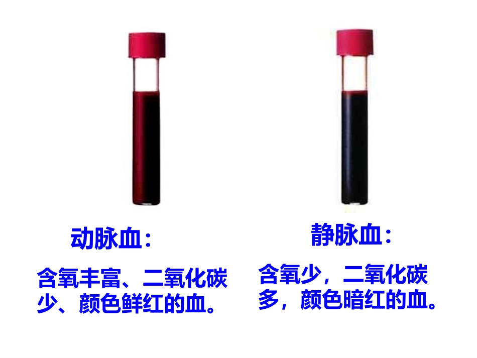 新人教版七下《输送血液的泵——心脏2》_第3页