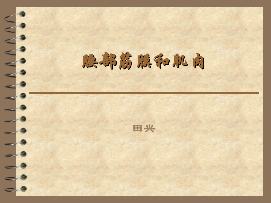 腰部筋膜和肌肉_第1页