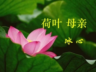 《荷叶母亲》课件