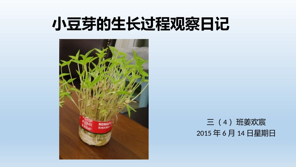 小豆芽的生长过程观察日记_第1页