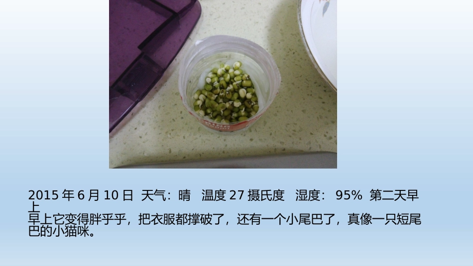 小豆芽的生长过程观察日记_第3页