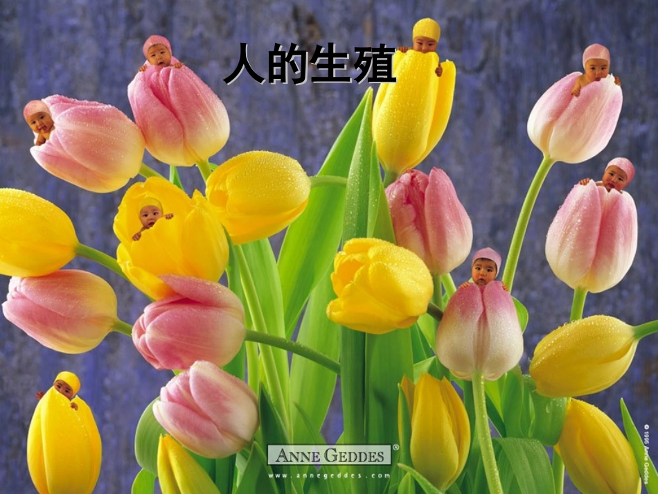 第二节人的生殖__第2页