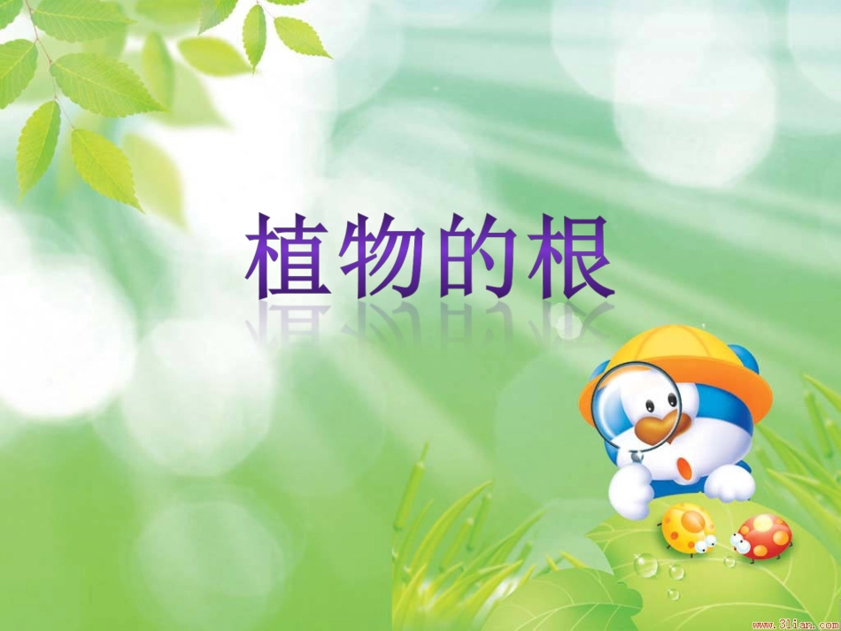 青岛版四年级科学上册植物的根课件_第1页