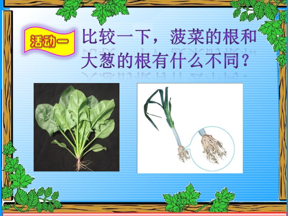 青岛版四年级科学上册植物的根课件_第2页