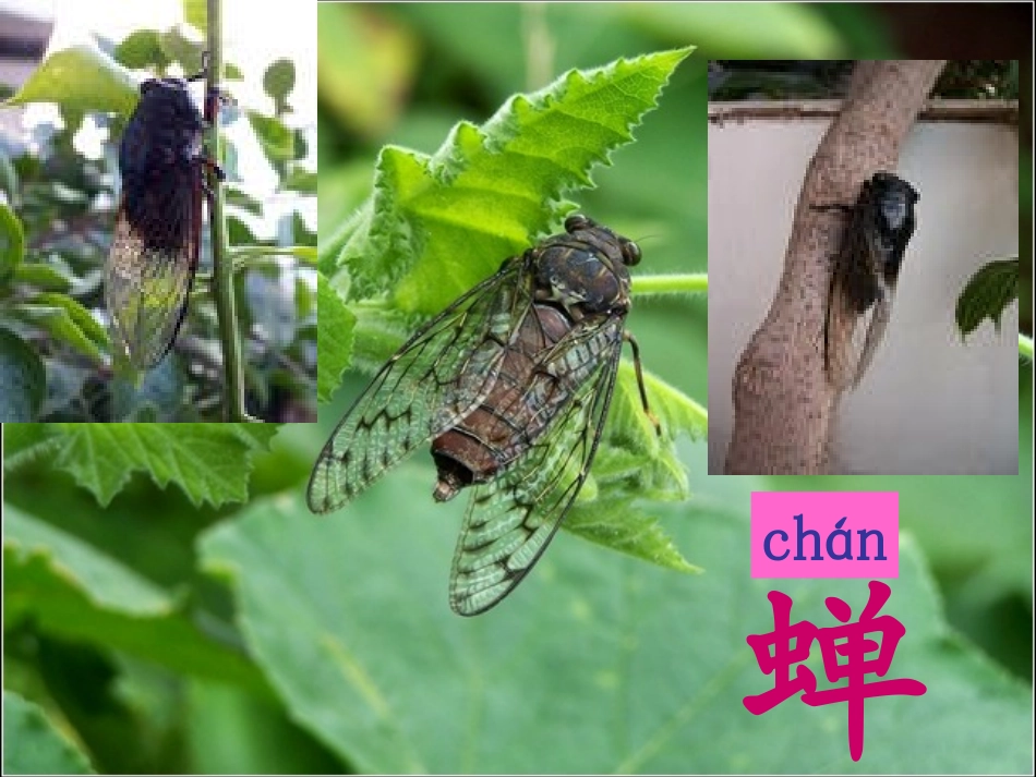 古诗两首(所见小池)公开课_第2页