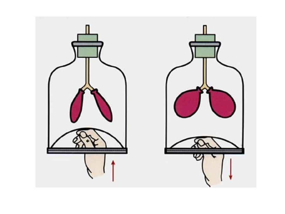 人体的呼吸复习_第1页